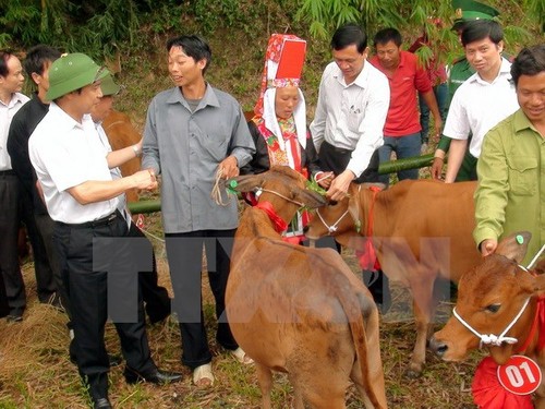Des bœufs reproducteurs aux foyers pauvres de Hà Giang - ảnh 1