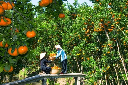 Le delta du Mékong crée un label pour ses fruits - ảnh 1
