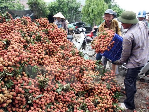 Exportation en mai des premiers litchis vietnamiens vers les Etats-Unis - ảnh 1