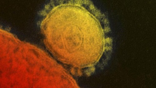 Hanoi prend des mesures contre le coronavirus MERS - ảnh 1