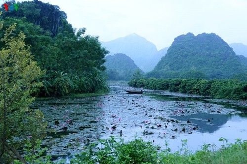 Début de la saison des fleurs de nénuphars sur le ruisseau Yên - ảnh 2