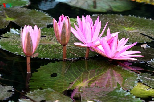 Début de la saison des fleurs de nénuphars sur le ruisseau Yên - ảnh 5