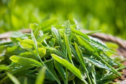 Le thé: l’or vert de Tuyên Quang - ảnh 1