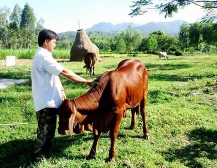 Le fonds d’assistance aux agriculteurs de Ho Chi Minh-ville en action - ảnh 2