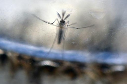Virus Zika : 18 mois avant les premiers essais cliniques de vaccins - ảnh 1