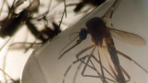 Zika : Premiers cas en République Tchèque et au Japon - ảnh 1