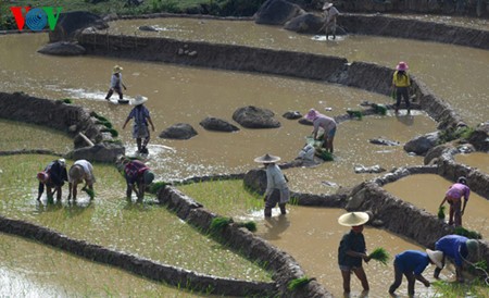 Mù Cang Chai: des rizières en terrasses - ảnh 2
