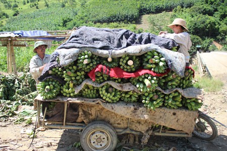 Les agriculteurs frontaliers de Huôi Luông misent sur le bananier - ảnh 2