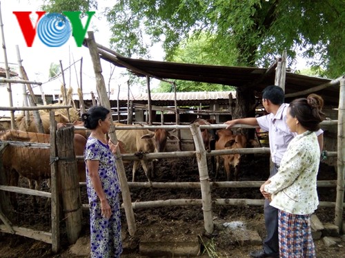 Ninh Thuân: Des formations collectives d’agriculteurs - ảnh 2