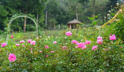 La plus grande roseraie du Vietnam - ảnh 1
