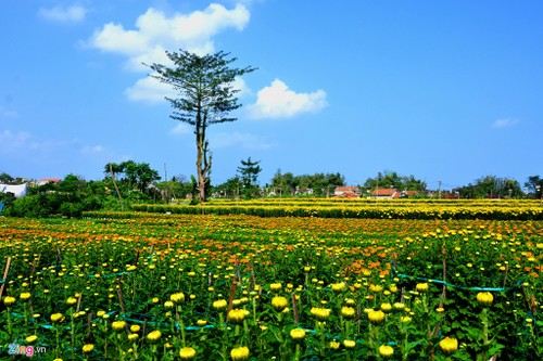 Les villages horticoles au Vietnam - ảnh 4
