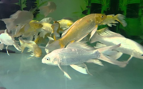 Quels sont les poissons les plus courants au Vietnam? - ảnh 1