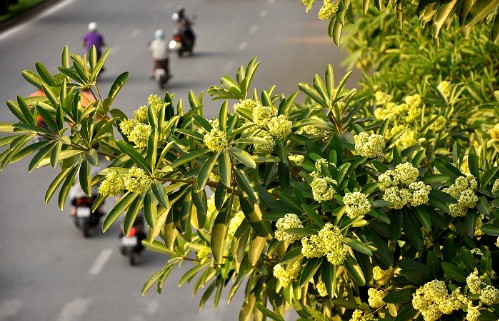 Les fleurs d’astonia à Hanoi - ảnh 1
