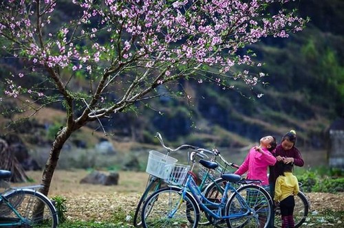 Les cerisiers sont-ils plantés au Vietnam? - ảnh 4