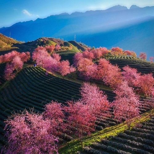 Les cerisiers sont-ils plantés au Vietnam? - ảnh 3