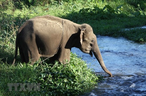Existe-t-il toujours des éléphants sauvages au Vietnam? - ảnh 1