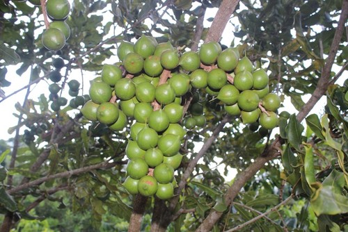 Le macadamia est cultivé dans quelles localités du Vietnam? - ảnh 1