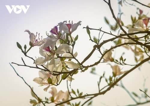 Diên Biên à la saison des fleurs de bauhinie - ảnh 8