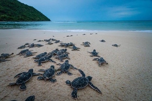 Short film urges for sea turtles protection - ảnh 1