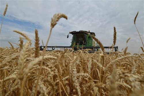 Turkey, Russia, Qatar cooperate in delivering grain to Africa - ảnh 1
