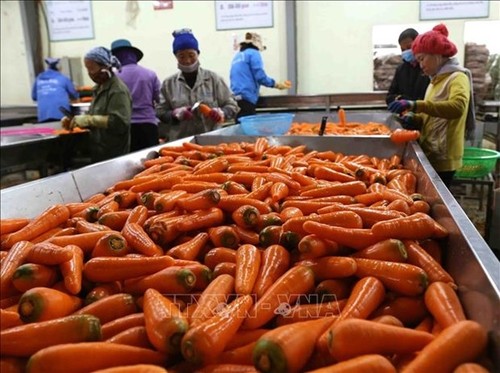 Vietnam’s vegetable export to surpass 1 bilionn USD by 2030 - ảnh 1