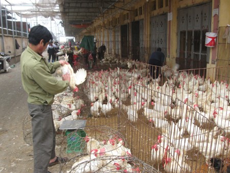 Amerika Serikat memberikan bantuan kepada Vietnam untuk meningkatkan kemampuan mencegah flu burung - ảnh 1
