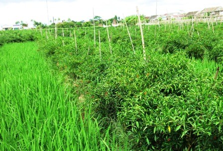 Pola pertanian tiga terpadu satu membantu kaum tani kabupaten Yen Khanh, provinsi Ninh Binh lepas dari kemiskinan - ảnh 2