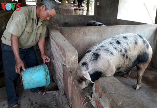 Petani lansia warga etnis minoritas Kho Mu mengembangkan ekonomi kepala keluarga dari usaha peternakan - ảnh 1