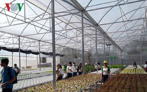 Daya sebar dari pola sayuran hidroponik yang dilakukan oleh wirausaha wanita daerah Nam Bo Barat - ảnh 1