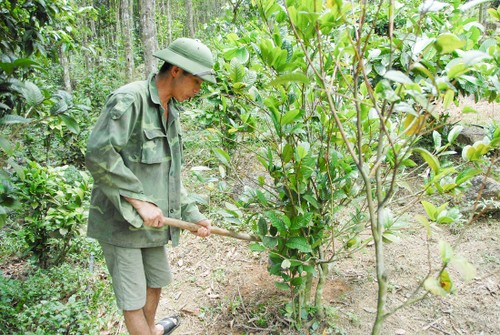 Warga etnis minoritas Dao di Provinsi Quang Ninh mengkonservasikan sumber bahan farmasi daerah - ảnh 1