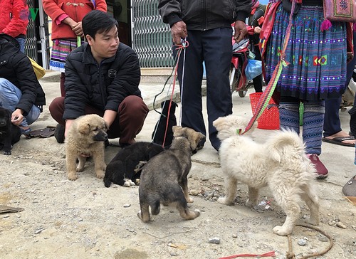 Pergi ke hari pasaran Bac Ha untuk membeli anjing dari warga etnis minoritas Mong - ảnh 1