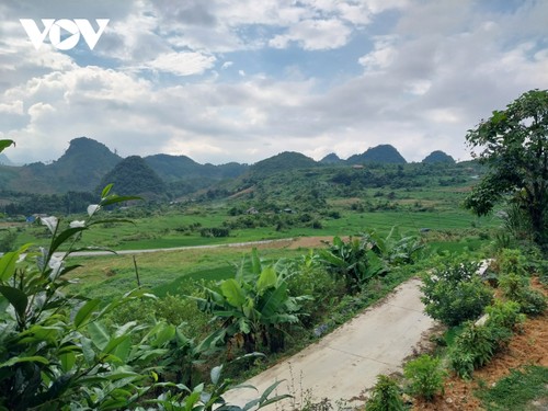 Mengembalikan Warna Hijau kepada Daerah Tinggi Berbatu Ha Giang - ảnh 2