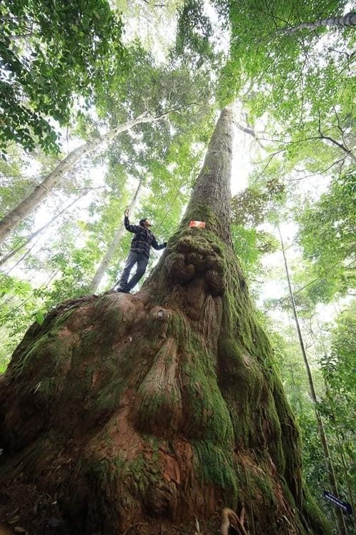 Kabupaten Tay Giang, Provinsi Quang Nam Melindungi dan Mengembangkan Hutan yang Berkaitan dengan Mata Pencaharian Warga  - ảnh 2