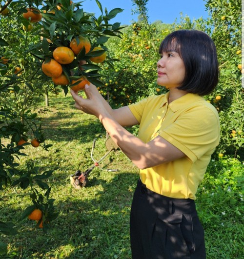 Saudari Vu Thi Le Thuy, Teladan dalam Melakukan Usaha Ekonomi Pedesaan di Provinsi Hoa Binh - ảnh 1