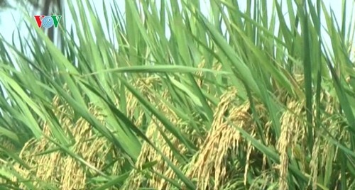 Singapur tiene muchas ventajas para la exportación del arroz vietnamita - ảnh 1