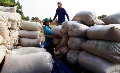 La exportación del arroz vietnamita prevé aumentar en lo que queda del año - ảnh 1