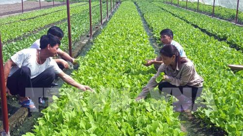 Ajustan métodos de producción agrícola en respuesta al cambio climático en Vietnam - ảnh 1
