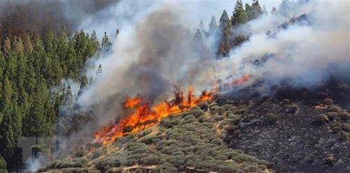 España controla incendio en la isla de Gran Canaria - ảnh 1
