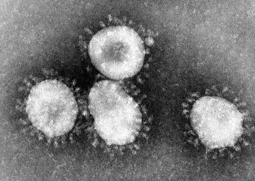 Organización Mundial de la Salud monitorea la evolución del nuevo coronavirus - ảnh 1