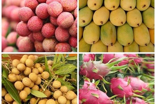 Vietnam planea exportaciones de frutas y vegetales en 2020 - ảnh 1