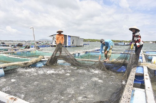 Ba Ria-Vung Tau desarrolla la acuicultura en la era tecnológica 4.0 - ảnh 2