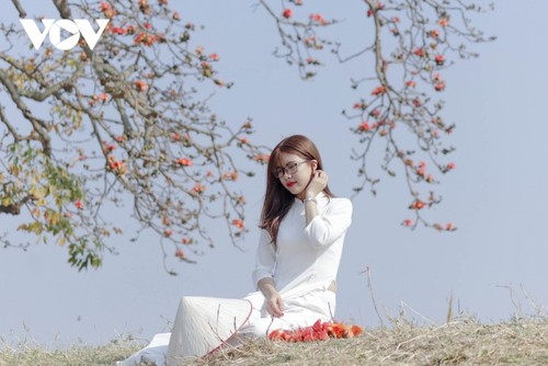 El árbol de algodón de seda roja a la orilla del río Thuong, fuente de inspiración de artistas - ảnh 11