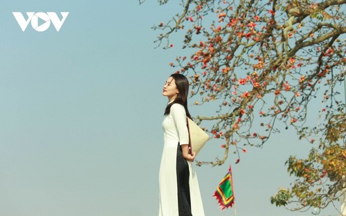 El árbol de algodón de seda roja a la orilla del río Thuong, fuente de inspiración de artistas - ảnh 13