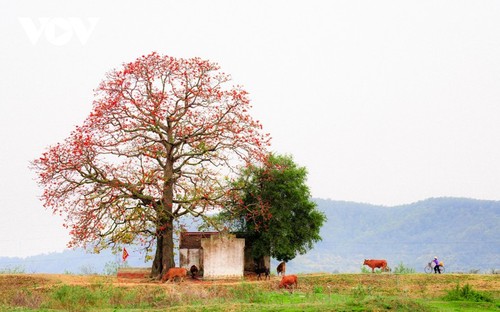 El árbol de algodón de seda roja a la orilla del río Thuong, fuente de inspiración de artistas - ảnh 1