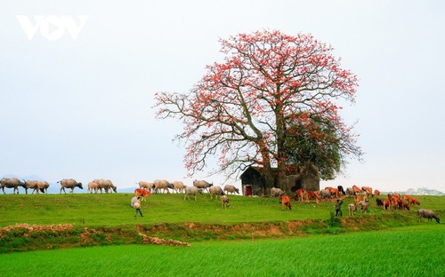 El árbol de algodón de seda roja a la orilla del río Thuong, fuente de inspiración de artistas - ảnh 2