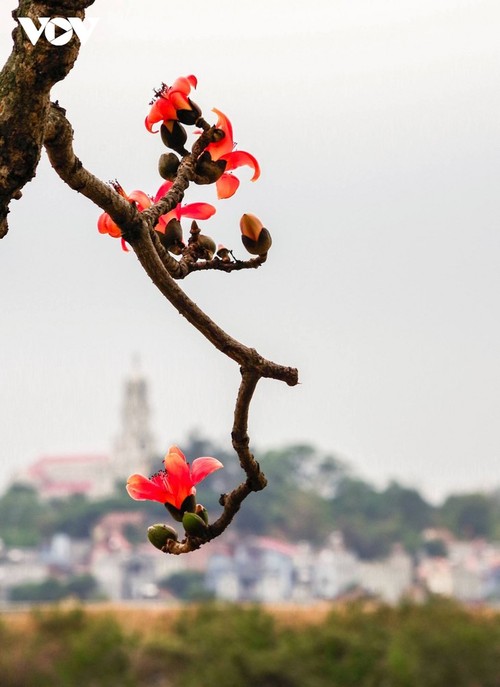 El árbol de algodón de seda roja a la orilla del río Thuong, fuente de inspiración de artistas - ảnh 3