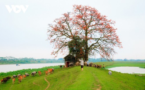 El árbol de algodón de seda roja a la orilla del río Thuong, fuente de inspiración de artistas - ảnh 4