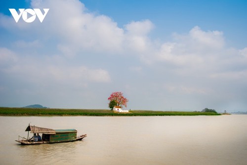 El árbol de algodón de seda roja a la orilla del río Thuong, fuente de inspiración de artistas - ảnh 6