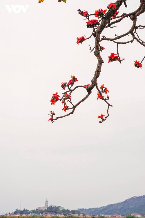 El árbol de algodón de seda roja a la orilla del río Thuong, fuente de inspiración de artistas - ảnh 8