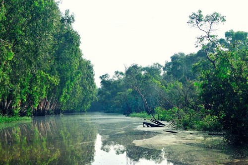 El bosque de cajeput de Tra Su - ảnh 1